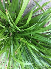 Carex pedunculata