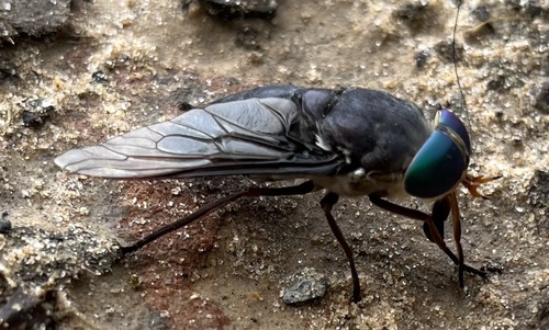 American Horse Fly photo 4