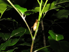 Hemiandrus pallitarsis