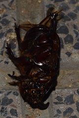 Oryctes nasicornis grypus