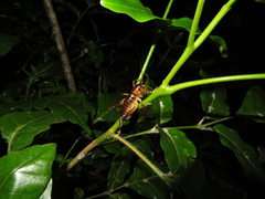 Hemiandrus pallitarsis