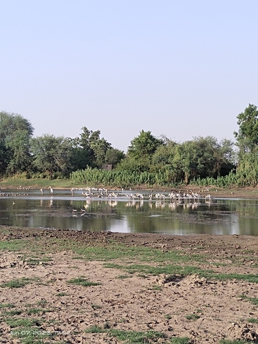 Painted Stork