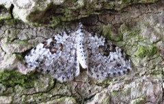 Xanthorhoe iduata