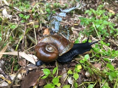 Macrocyclis peruvianus