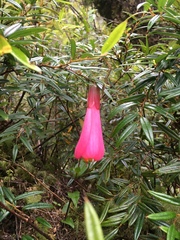 Philesia magellanica