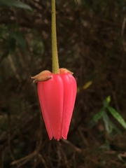 Crinodendron hookerianum