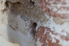 Cosmobunus granarius