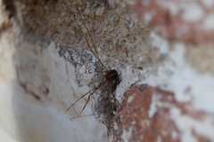 Cosmobunus granarius