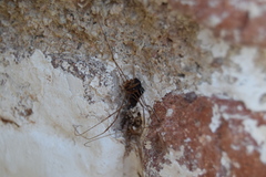 Cosmobunus granarius