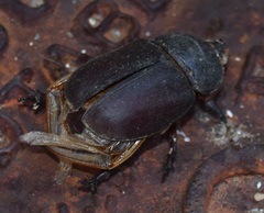 Oryctes nasicornis grypus