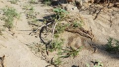 Streptanthus longirostris