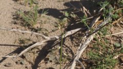 Streptanthus longirostris