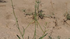 Streptanthus longirostris