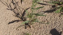 Streptanthus longirostris