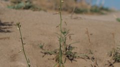 Streptanthus longirostris