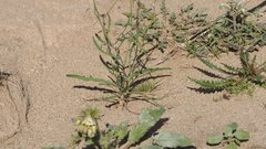 Streptanthus longirostris