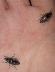Pechalius dentiger