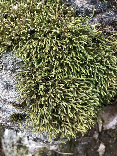 Hedwigia ciliata