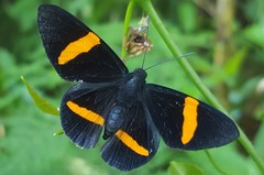 Panara soana