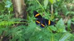 Panara soana