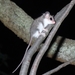Southwestern Pygmy Possum - Photo (c) QuestaGame, some rights reserved (CC BY-NC-ND), uploaded by QuestaGame
