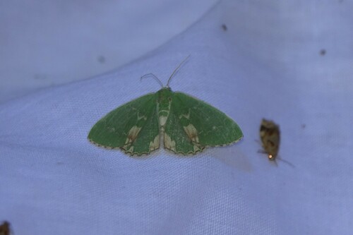 Blotched Emerald, 5694 Breugel, Nederland, photo 10 of 10