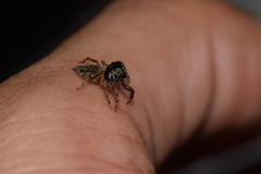 Kalcerrytus