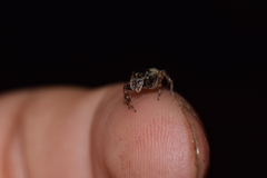 Kalcerrytus