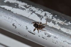 Kalcerrytus