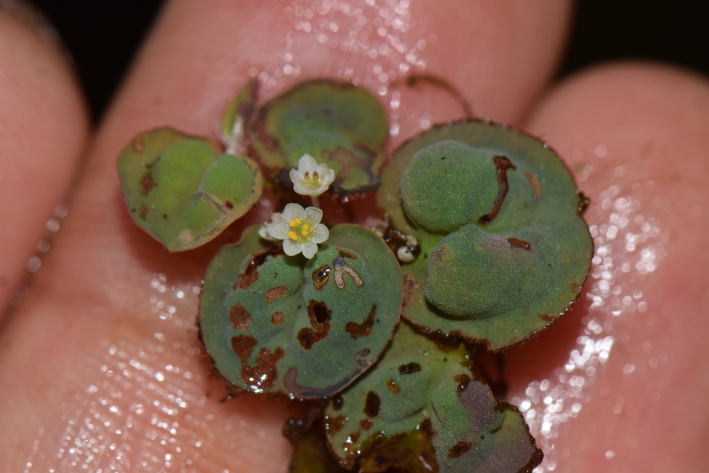 red root floater