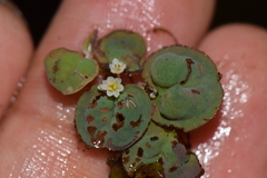 Phyllanthus fluitans