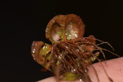 Phyllanthus fluitans