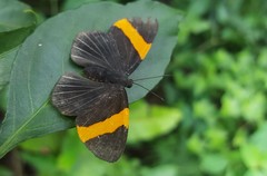 Panara soana