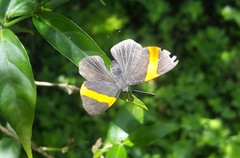 Panara soana