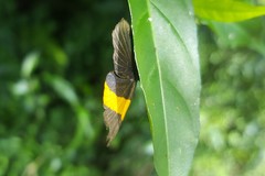 Panara soana