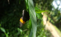 Panara soana