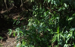 Panara soana