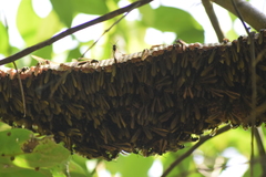Apoica