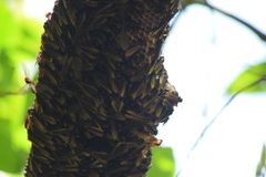 Apoica