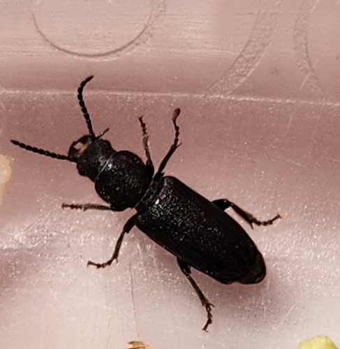 iNaturalist observation photo of Neospondylis upiformis