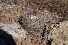 Echinofossulocactus zacatecasensis