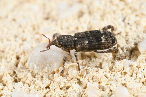 Camptorhinus simplex