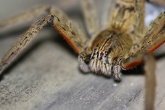 Cupiennius coccineus