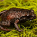 Riviersonderend Moss Frog - Photo (c) Tyrone Ping, some rights reserved (CC BY-NC), uploaded by Tyrone Ping