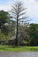 Pseudobombax munguba