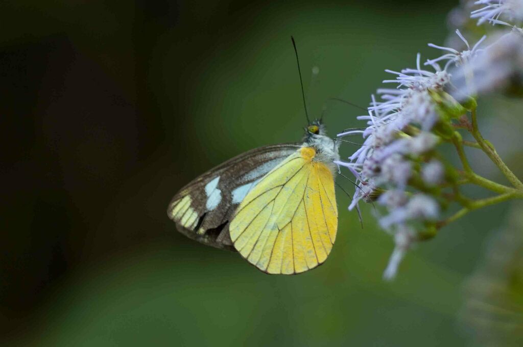 Leptophobia caesia