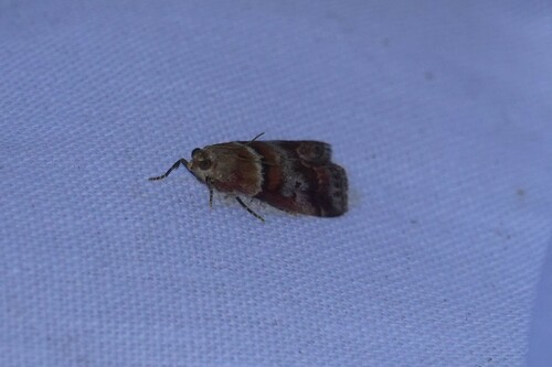 Warted Knot-horn, 5694 Breugel, Nederland, photo 4 of 10