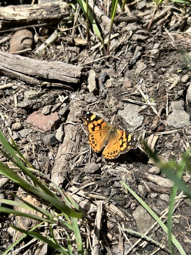 iNaturalist observation photo of West Coast Lady