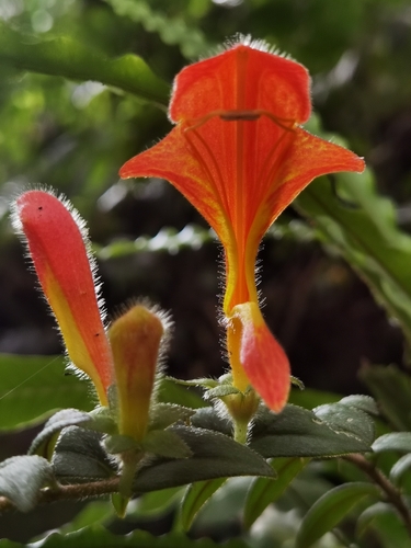 Goldfish plant (Columnea microcalyx)