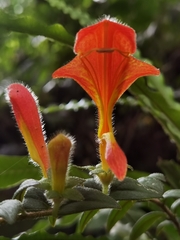 Columnea microcalyx